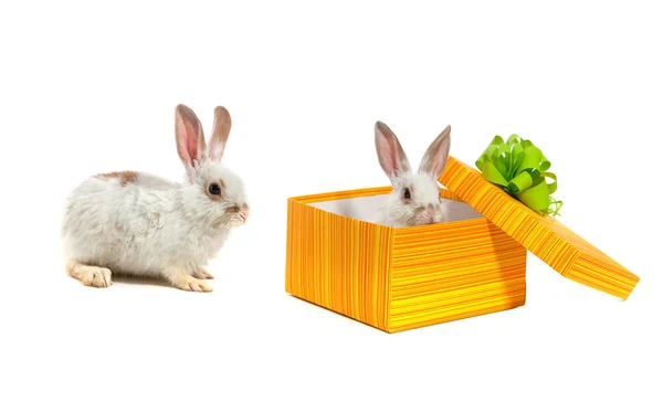 Sarı bir kutu içinde tavşan — Stok fotoğraf