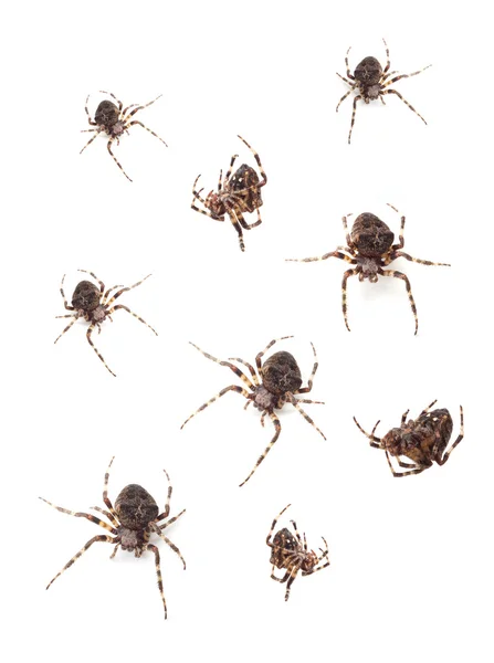 Örümcekler — Stok fotoğraf