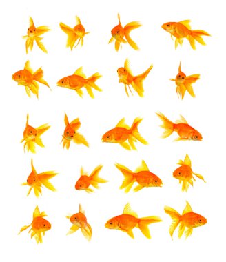 goldfishes