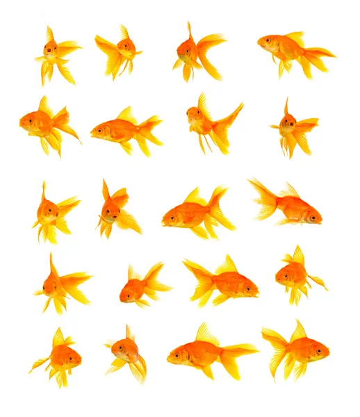 Peixes-dourados — Fotografia de Stock