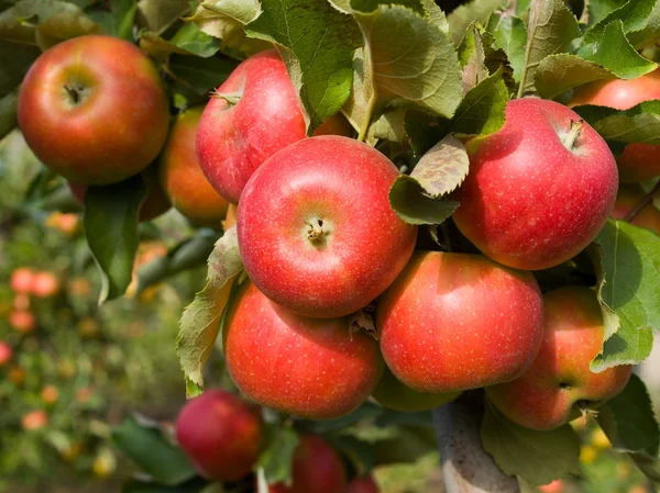 Červená jablka. — Stock fotografie