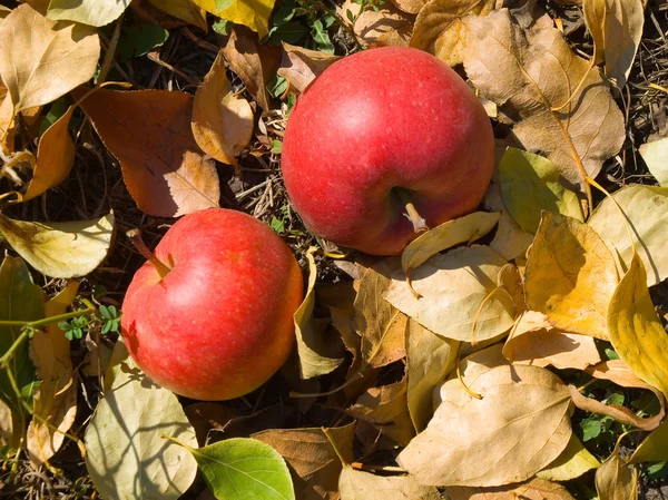 Два красных яблока . — стоковое фото