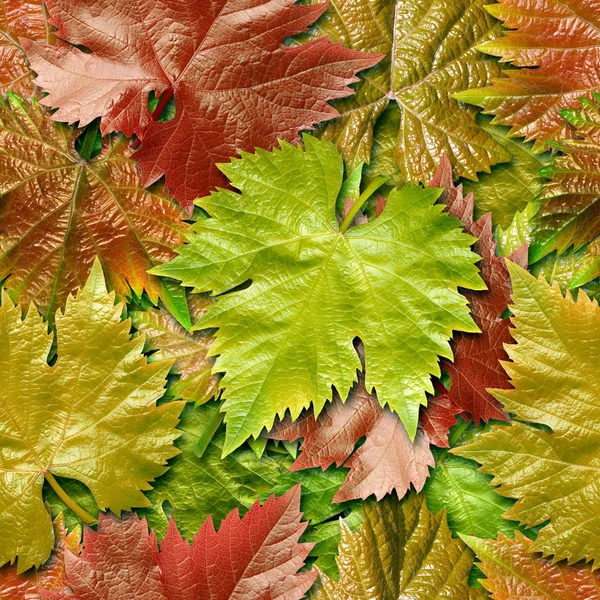Vine leafage seamless background. — Stock Photo, Image