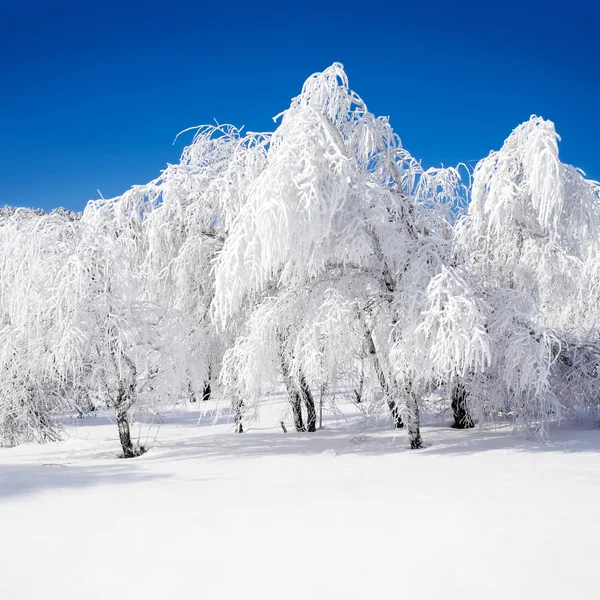 Inverno. — Fotografia de Stock