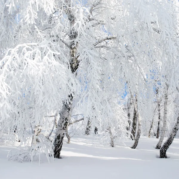 Winter. — Stock Photo, Image