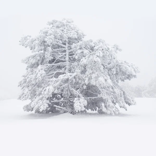 Besneeuwde pine. — Stockfoto