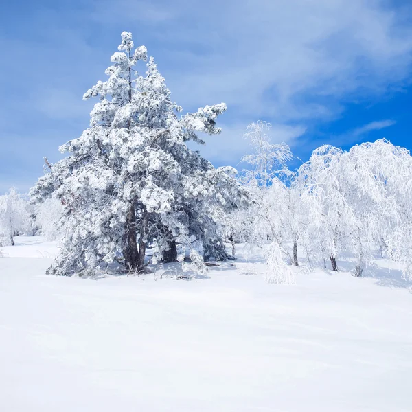 Inverno. — Fotografia de Stock