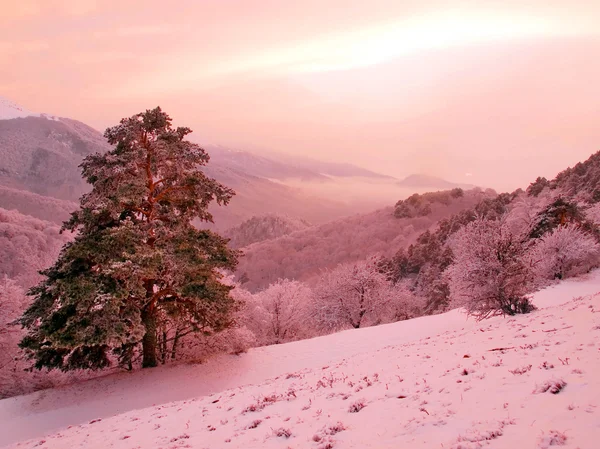 Verschneite Landschaft. — Stockfoto