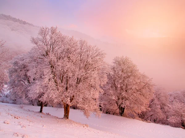Snöigt landskap. — Stockfoto