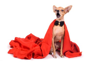 Terrier dressed as a vampire clipart