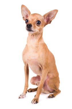 Toy Terrier clipart