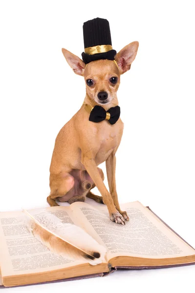 Perro con libro — Foto de Stock