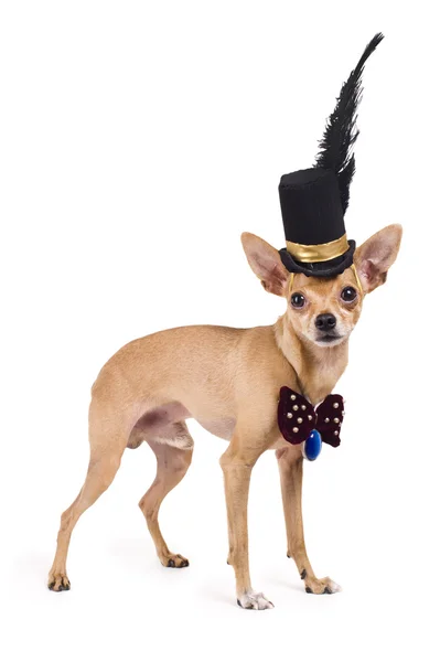 Nice terrier in a top hat — Stock Photo, Image