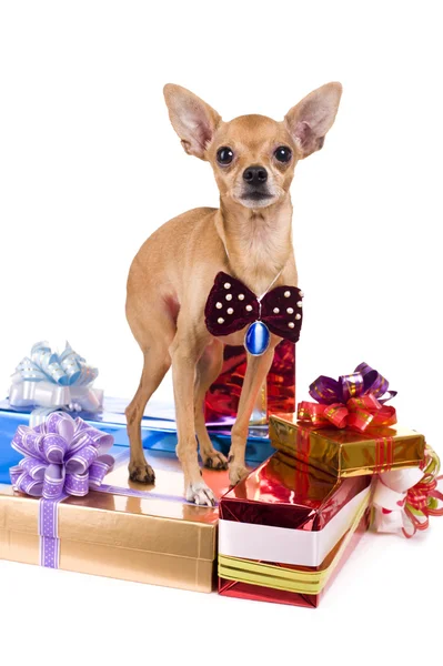 Cão com presentes — Fotografia de Stock
