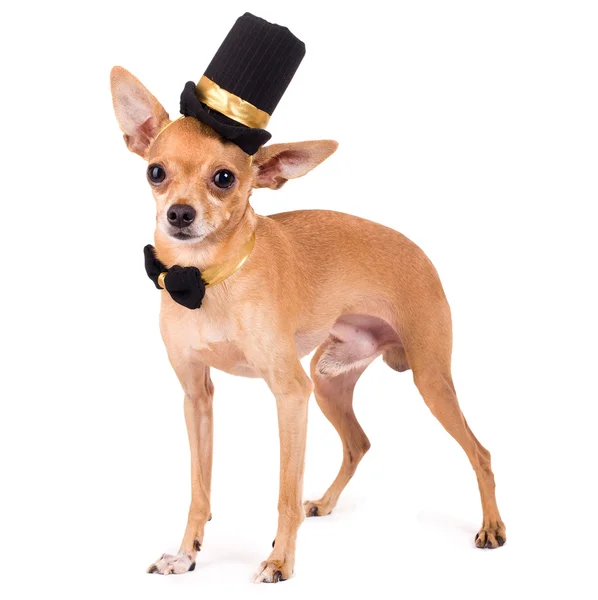 Toy Terrier — Stock Photo, Image