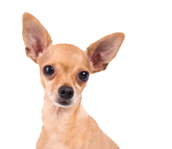 Toy Terrier — Stock Photo, Image