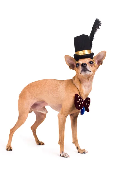 Terrier in un cappello a cilindro — Foto Stock
