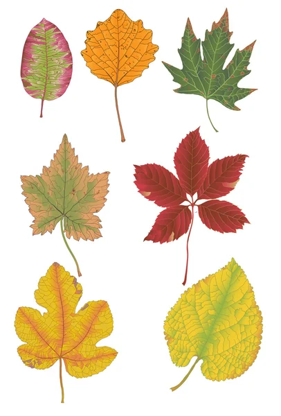 Hojas de color otoño — Vector de stock