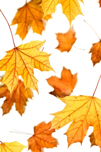 Javorové listy na podzim — Stock fotografie