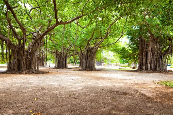 Ficus grande — Foto de Stock