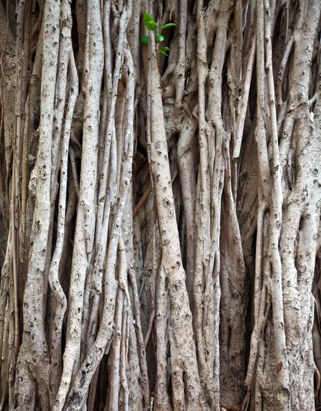 Ficus-Hintergrund — Stockfoto