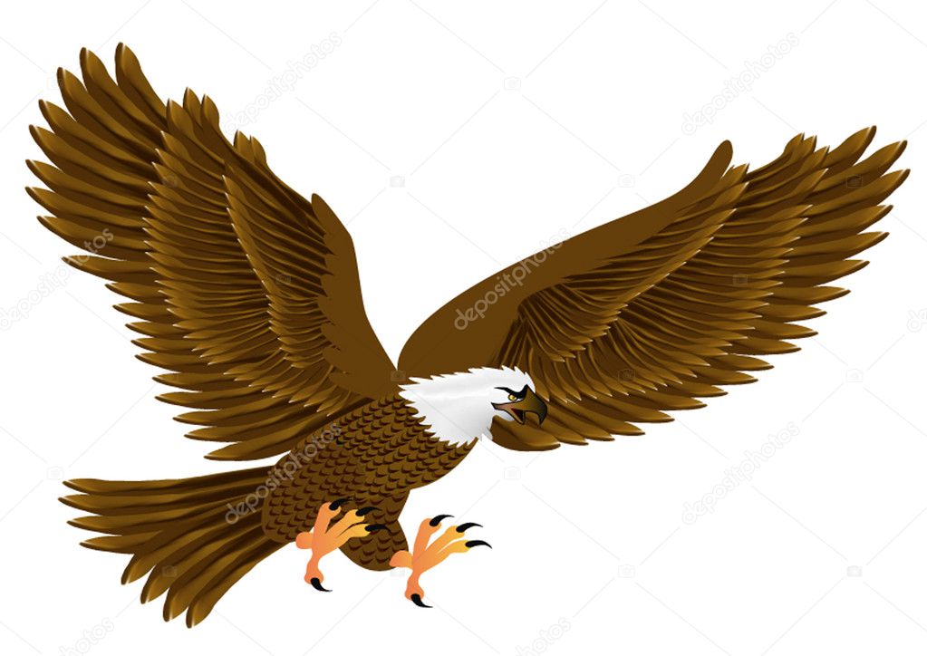 Flying eagle insulated on white background