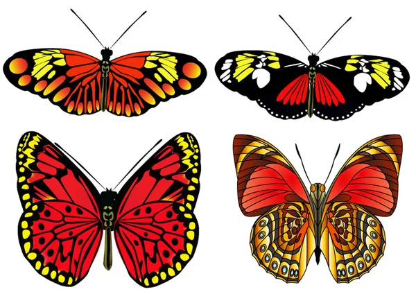 白キット蝶は絶縁します。 — ストックベクタ