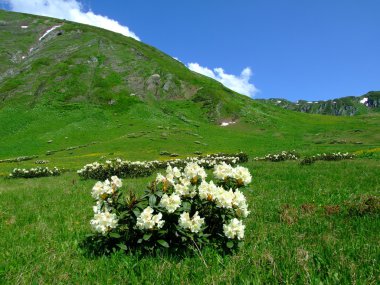 Kafkas Dağları