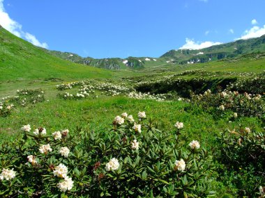 Kafkas Dağları