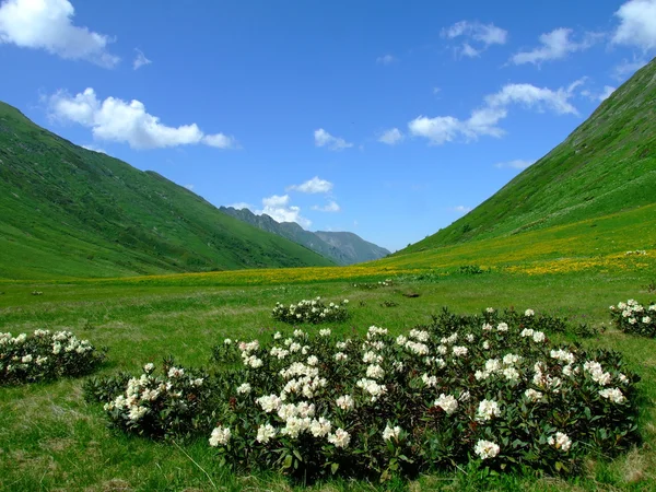 Montagna del Caucaso — Foto Stock