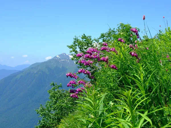 Montagne caucasiche — Foto Stock