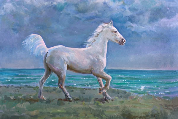 Kuda Putih — Stok Foto