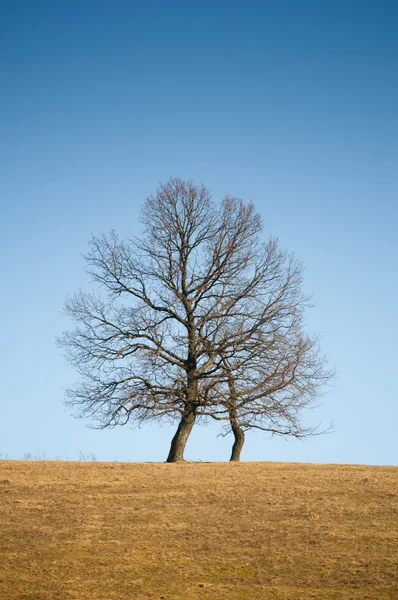 Bare oak — Stock Photo, Image