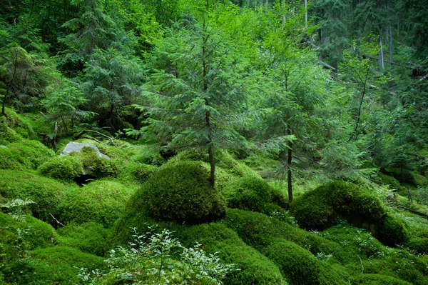 Ormanda bir hikaye — Stok fotoğraf