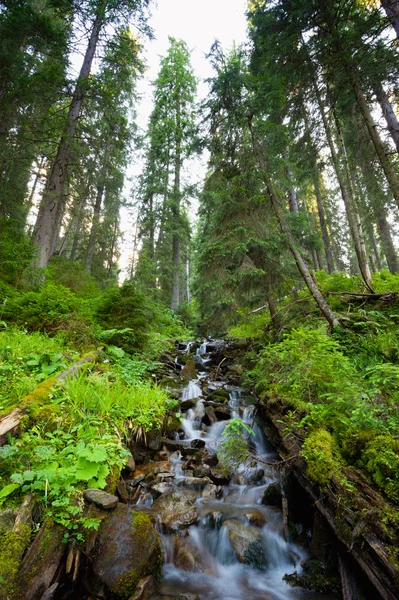 Gebirgsbach im Wald — Stockfoto