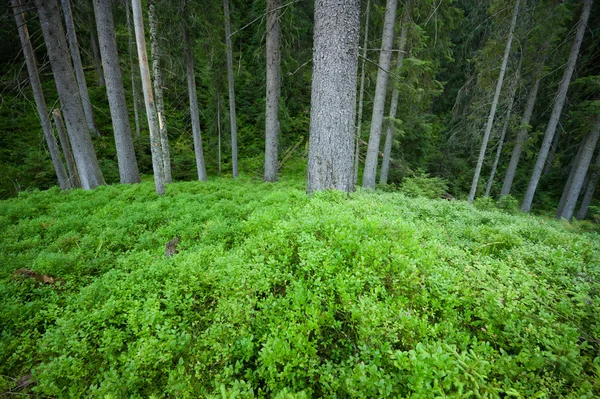 Scena w lesie — Zdjęcie stockowe