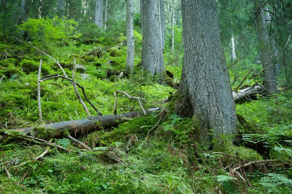 Zöld erdő Stock Kép