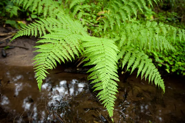 Roślinności mokrego lasu — Zdjęcie stockowe