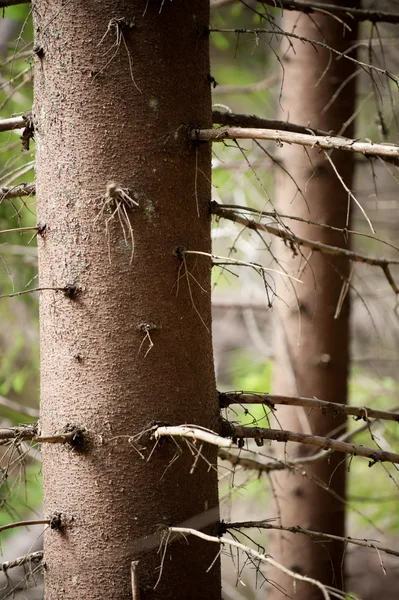 Фігурна стрижка дерев, екологічні матеріалу — стокове фото