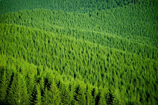 숲의 배경 — 스톡 사진