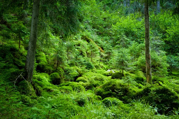 Dichter immergrüner Wald — Stockfoto