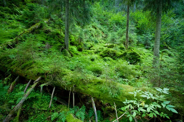 Verde floresta — Fotografia de Stock