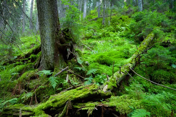 오래 된 숲 — 스톡 사진