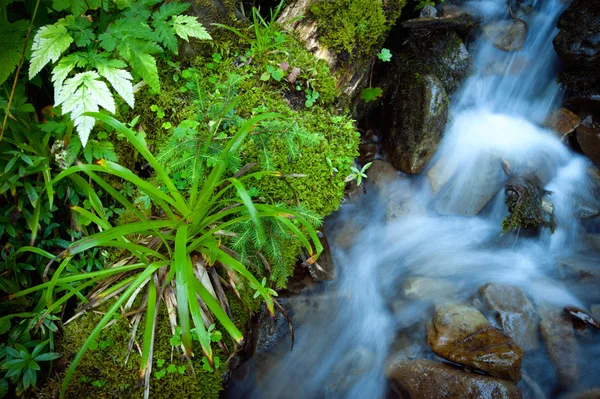 Flowing Water in mountain stream — Stock Photo, Image