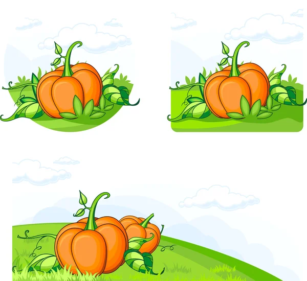 Growing pumpkins on the field — Stock Vector