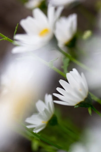 Білі ромашки — стокове фото