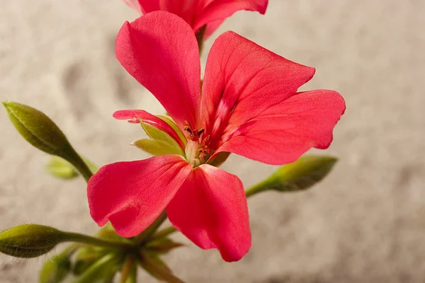 Flor de gerânio — Fotografia de Stock