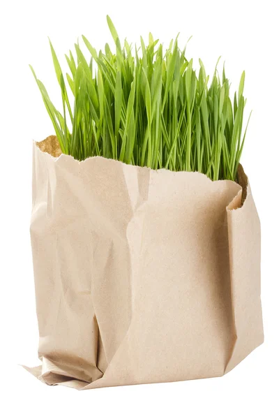 Ekologicznej pszenicy trawa — Zdjęcie stockowe