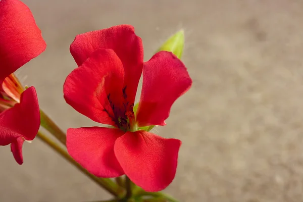 Geranium blomma — Stockfoto