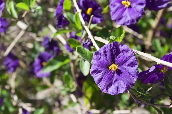 Violet Flower — Stock Photo, Image